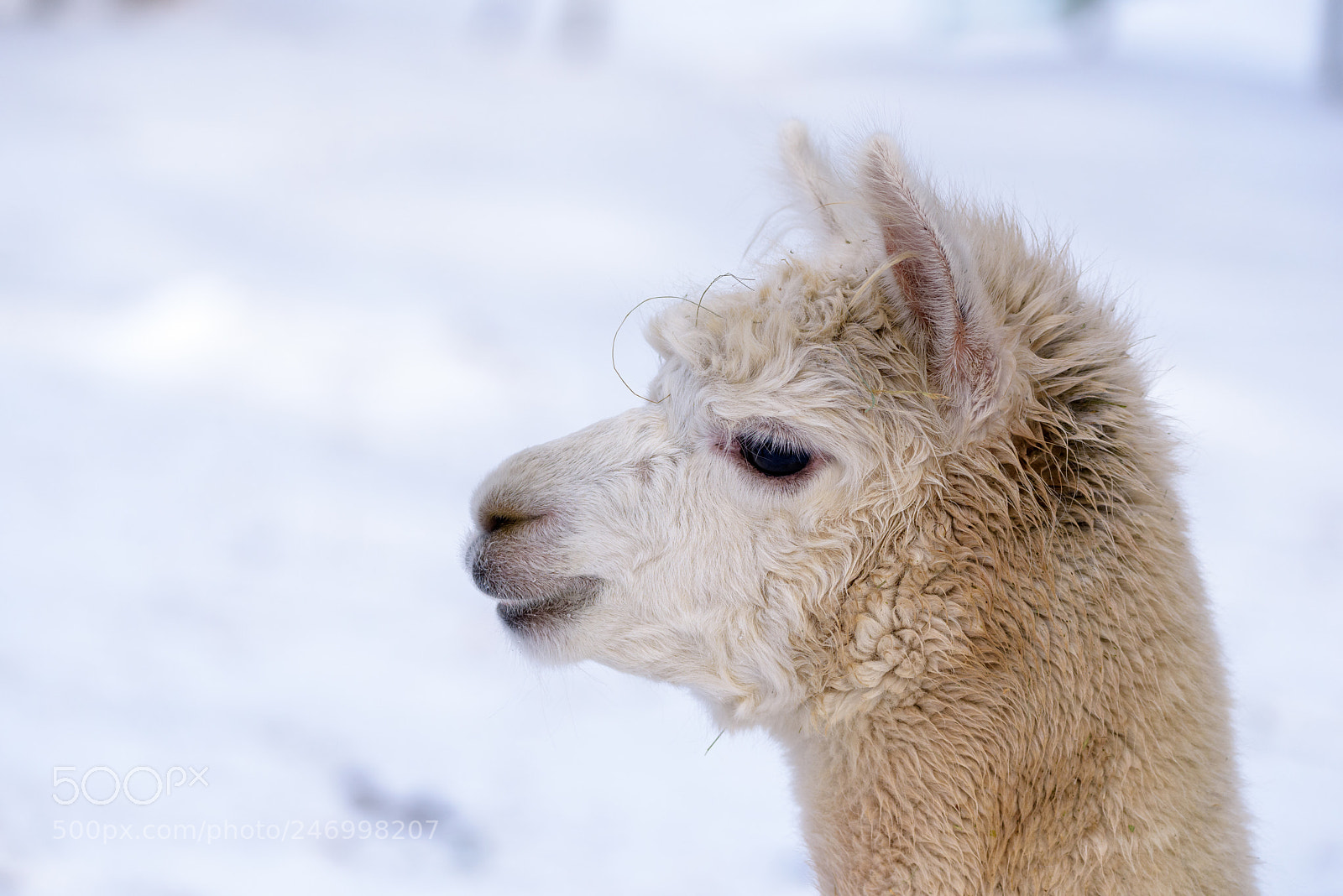 Nikon D810 sample photo. Smile photography