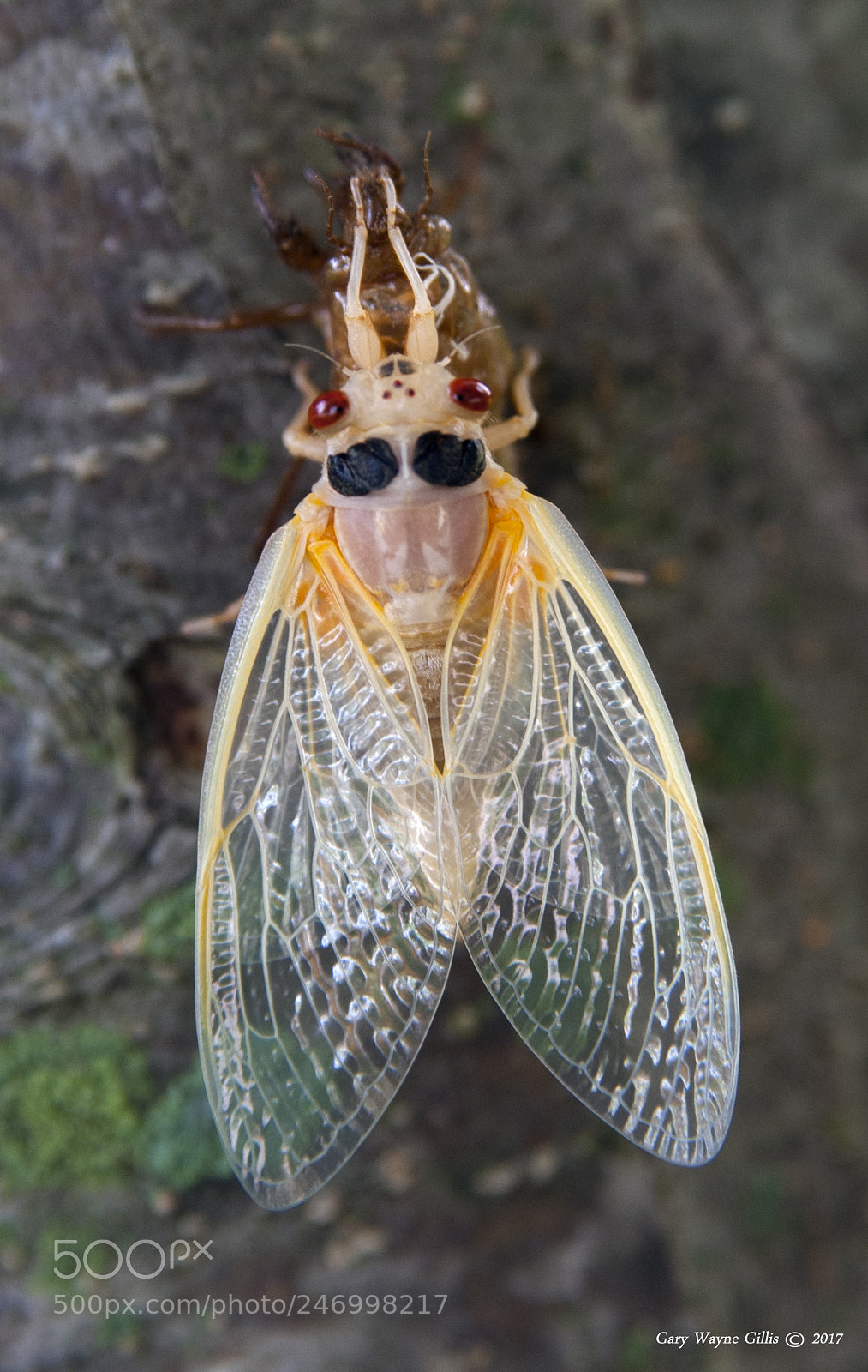 Nikon D700 sample photo. Just hatched 18 year cicada photography