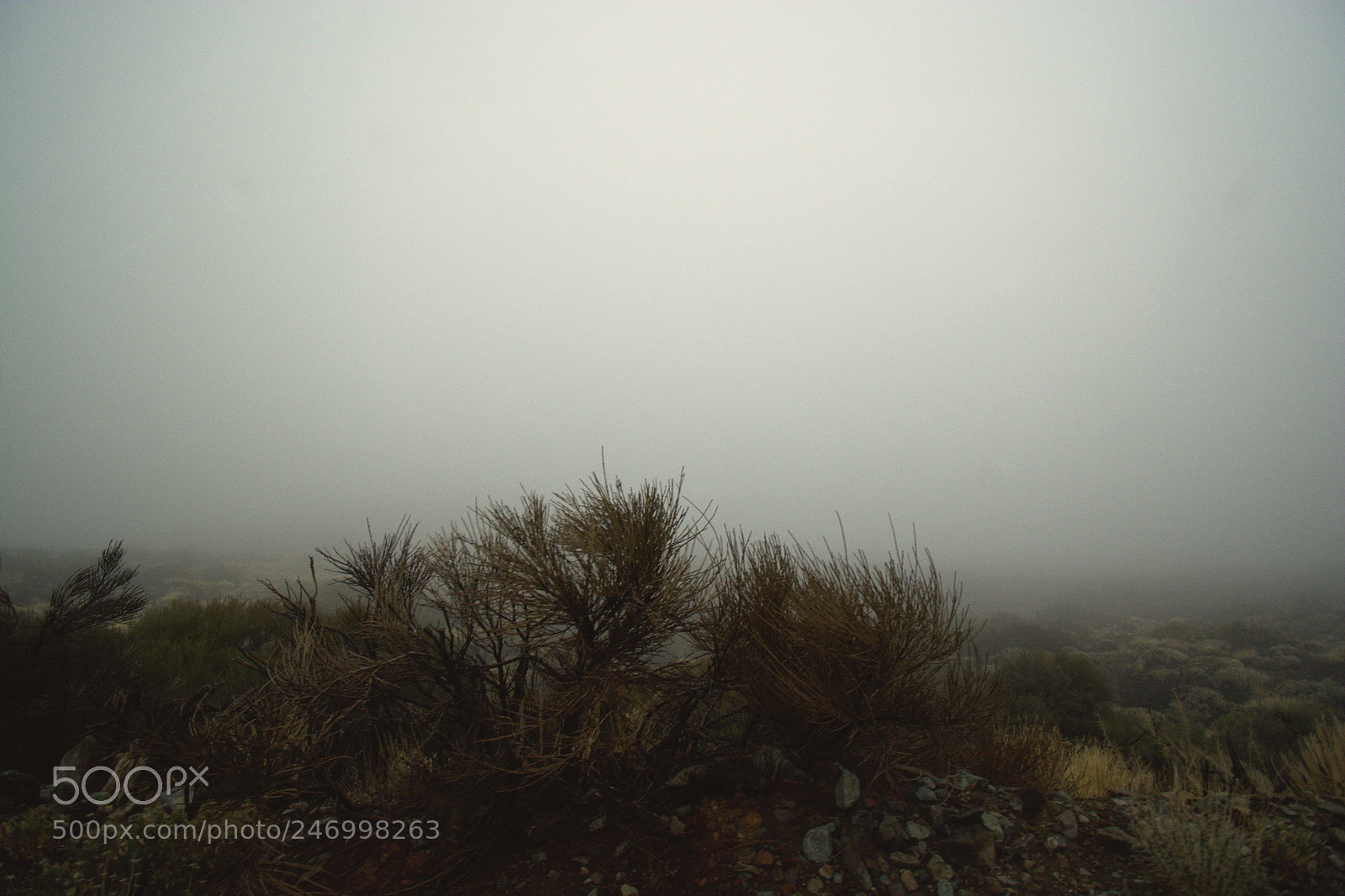 Nikon D7100 sample photo. 25533993377.jpg photography