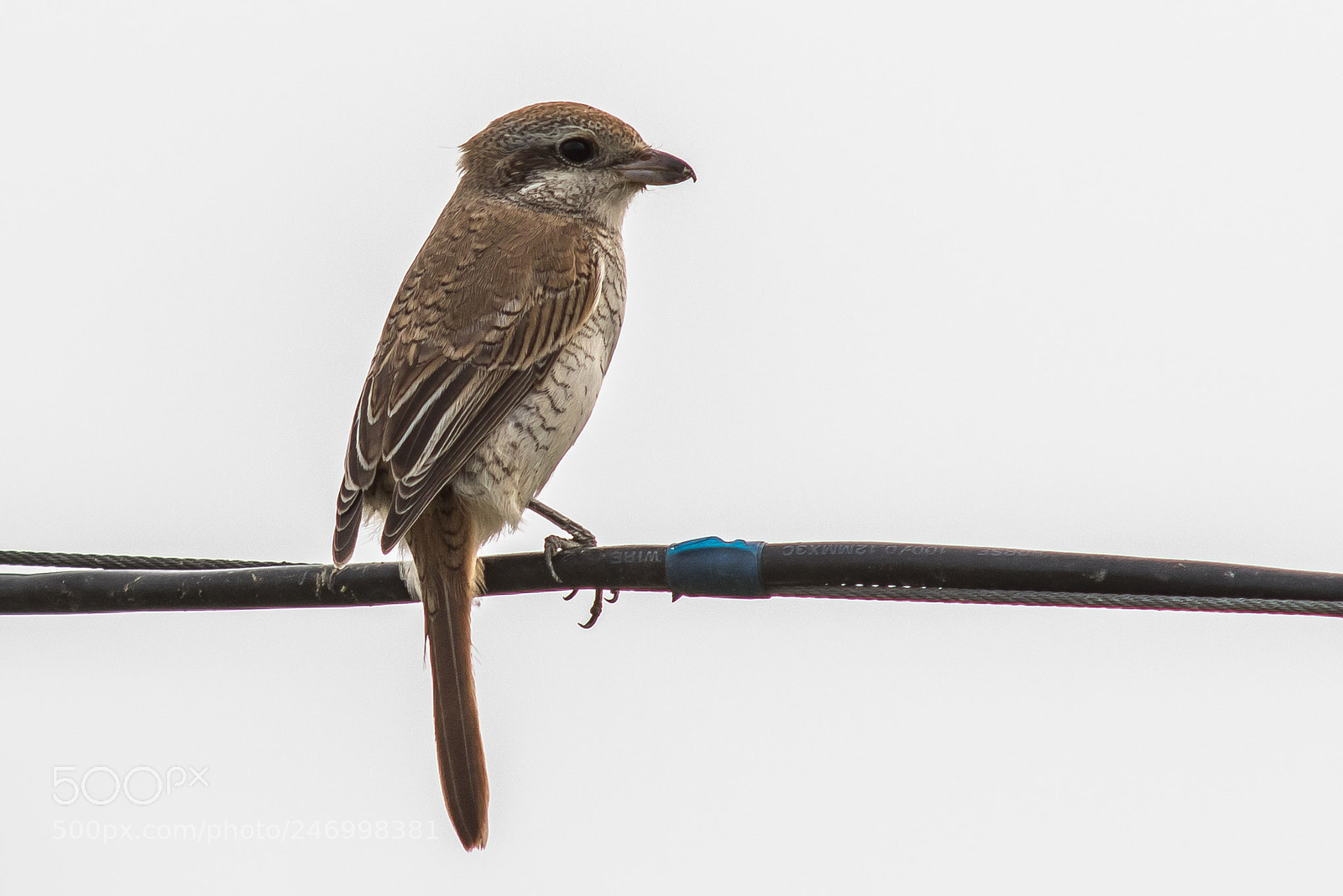 Canon EOS 7D Mark II sample photo. Red-backed shrike photography