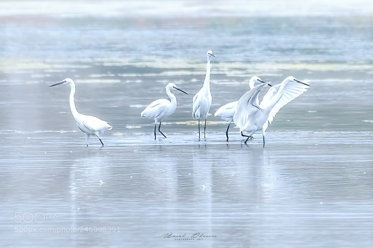 Nikon D810 sample photo. Beauties of nature 25 photography