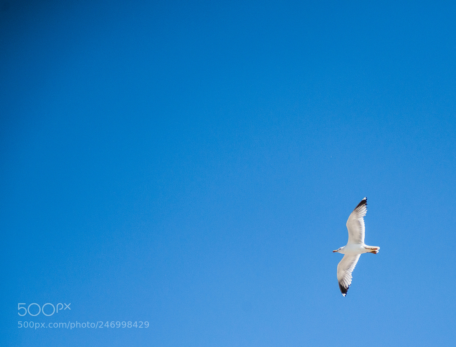 Nikon D800 sample photo. Flying in a clean photography