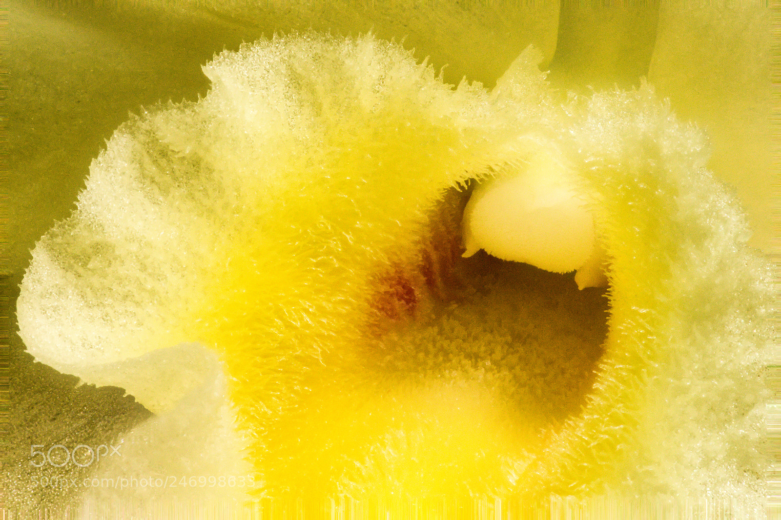 Canon EOS 700D (EOS Rebel T5i / EOS Kiss X7i) sample photo. Dendrobium orchid (detail) photography