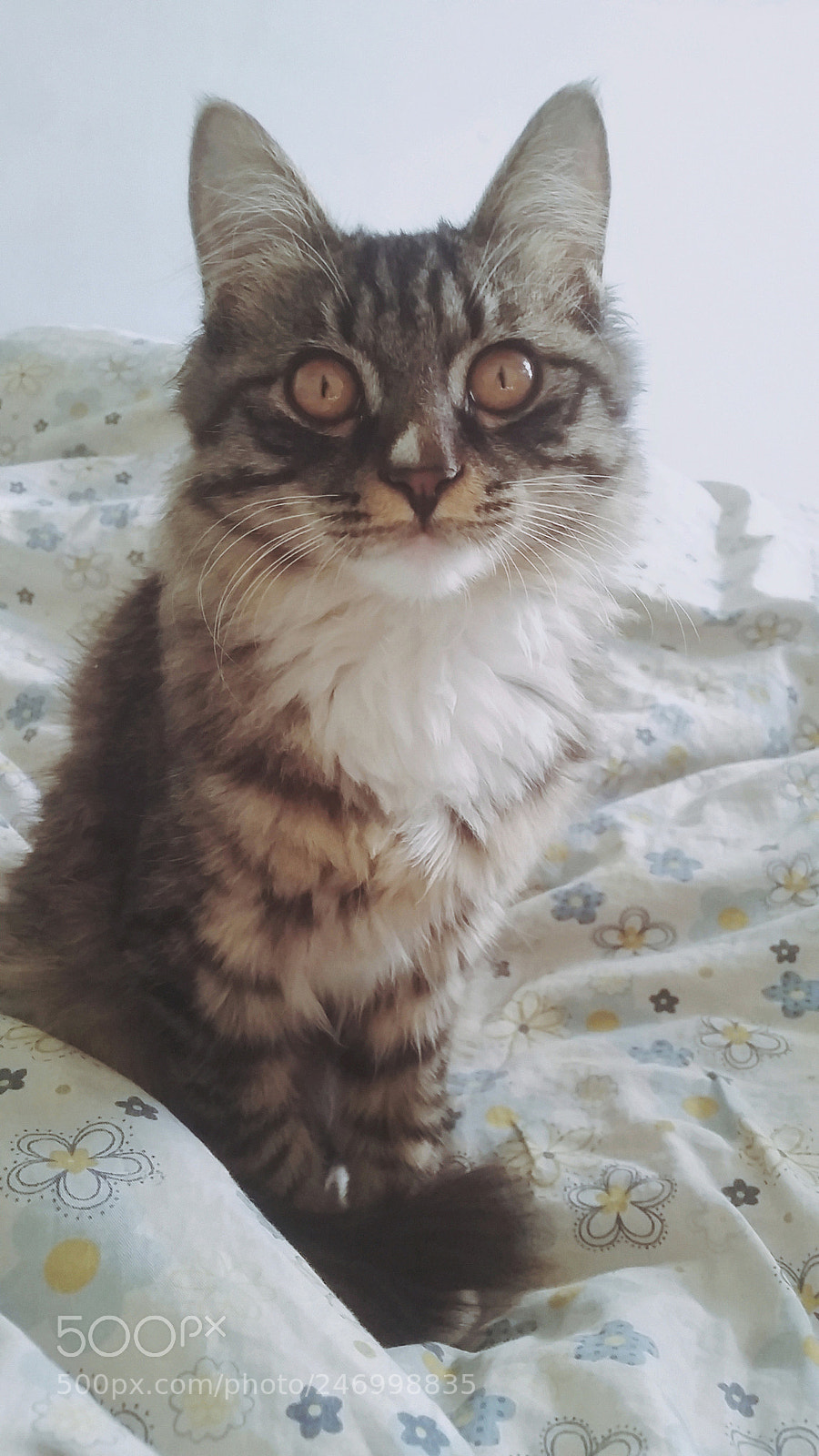 Samsung Galaxy S5 sample photo. Can you play with photography