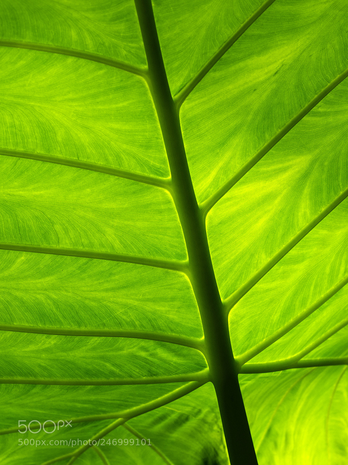 Olympus OM-D E-M1 sample photo. Leaf from the giant photography