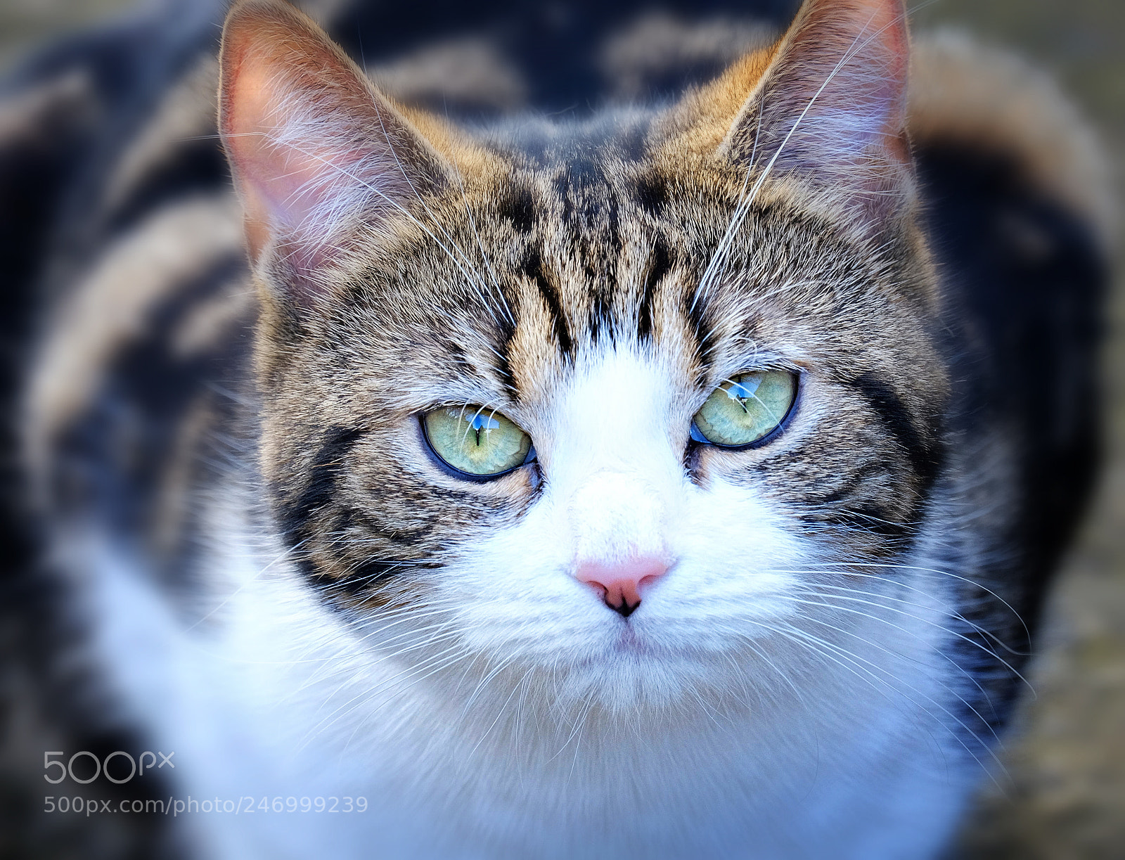 Fujifilm X-T20 sample photo. "bell". photography