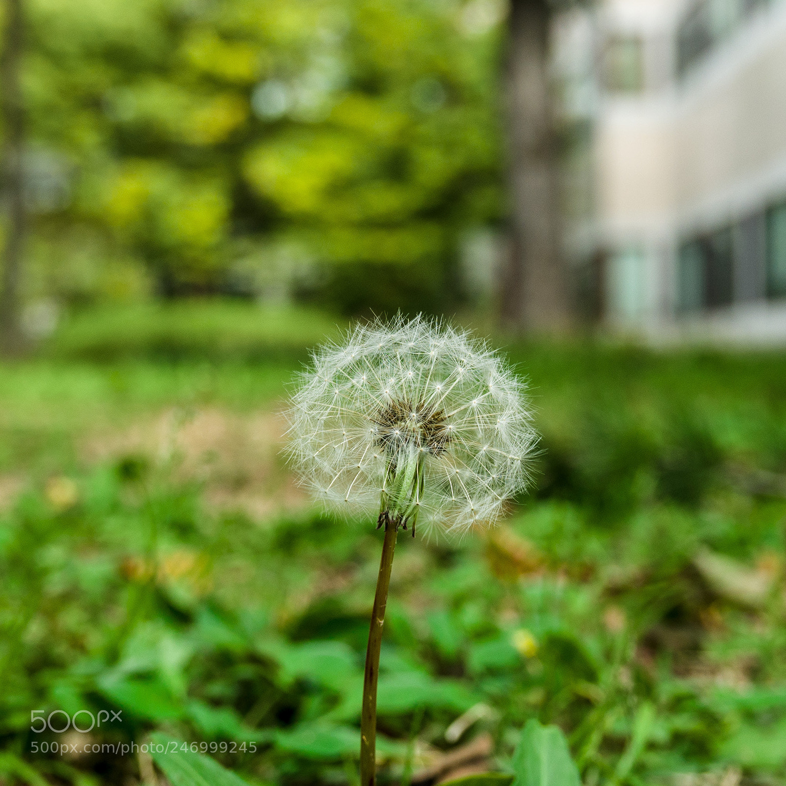 Panasonic Lumix DMC-LX100 sample photo. Dandelion seed photography
