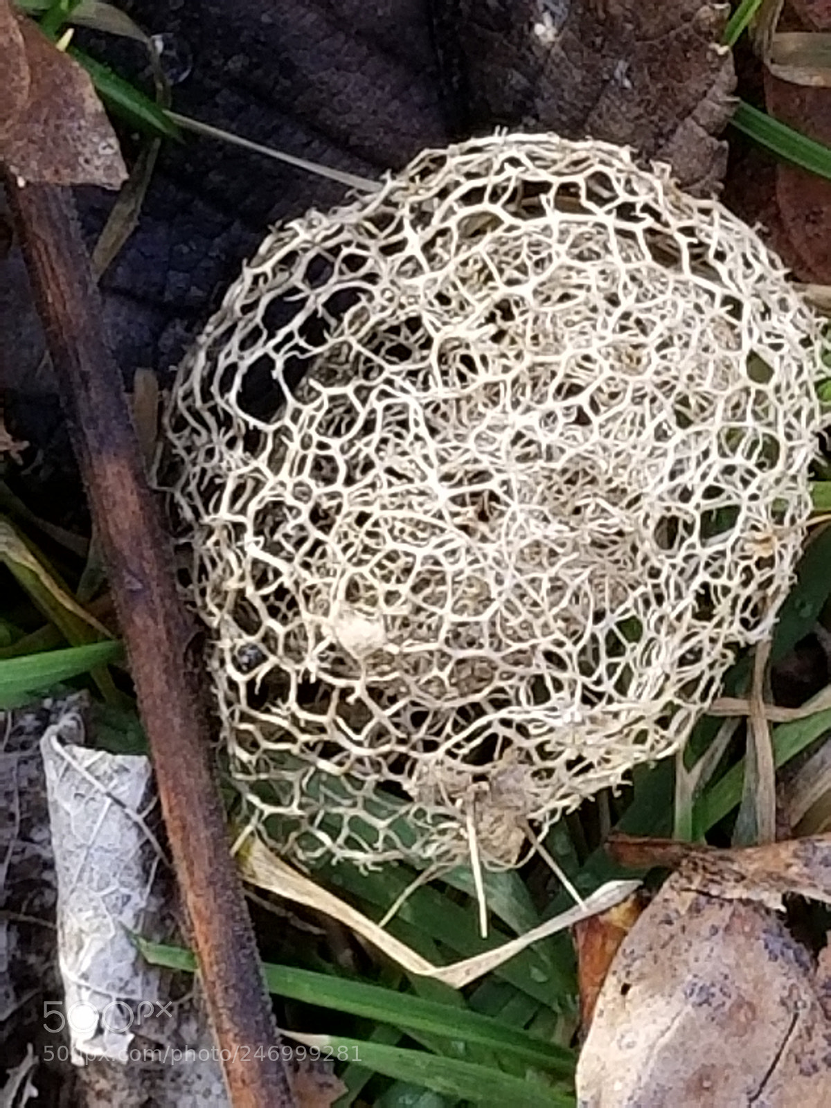 Samsung Galaxy S8 sample photo. Forest tumbleweed photography