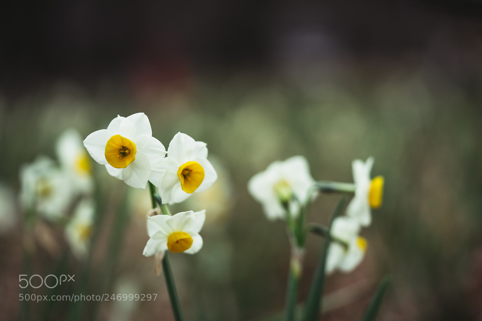 Sony a7 II sample photo. Narcissus photography