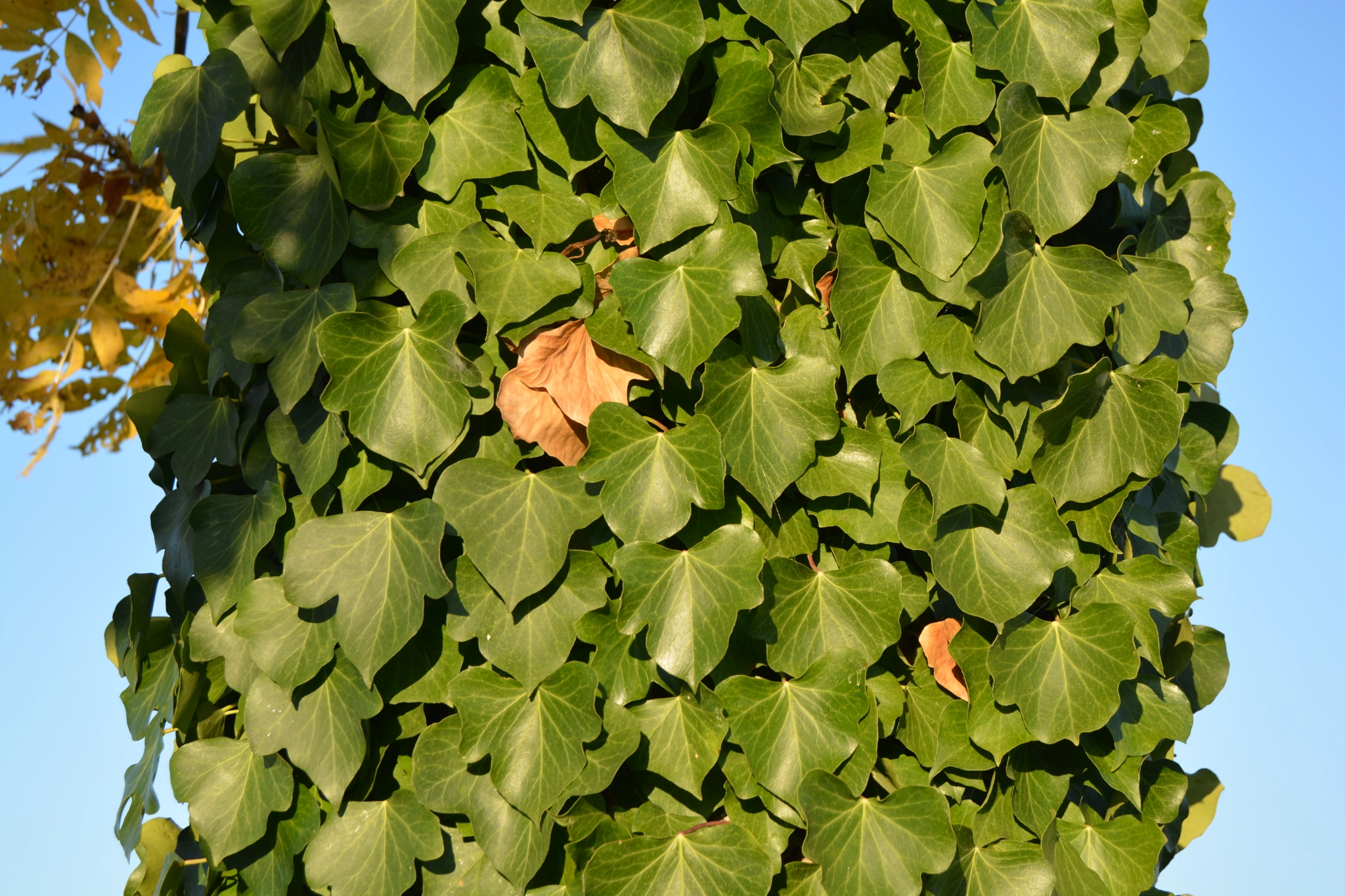 Nikon D5200 sample photo