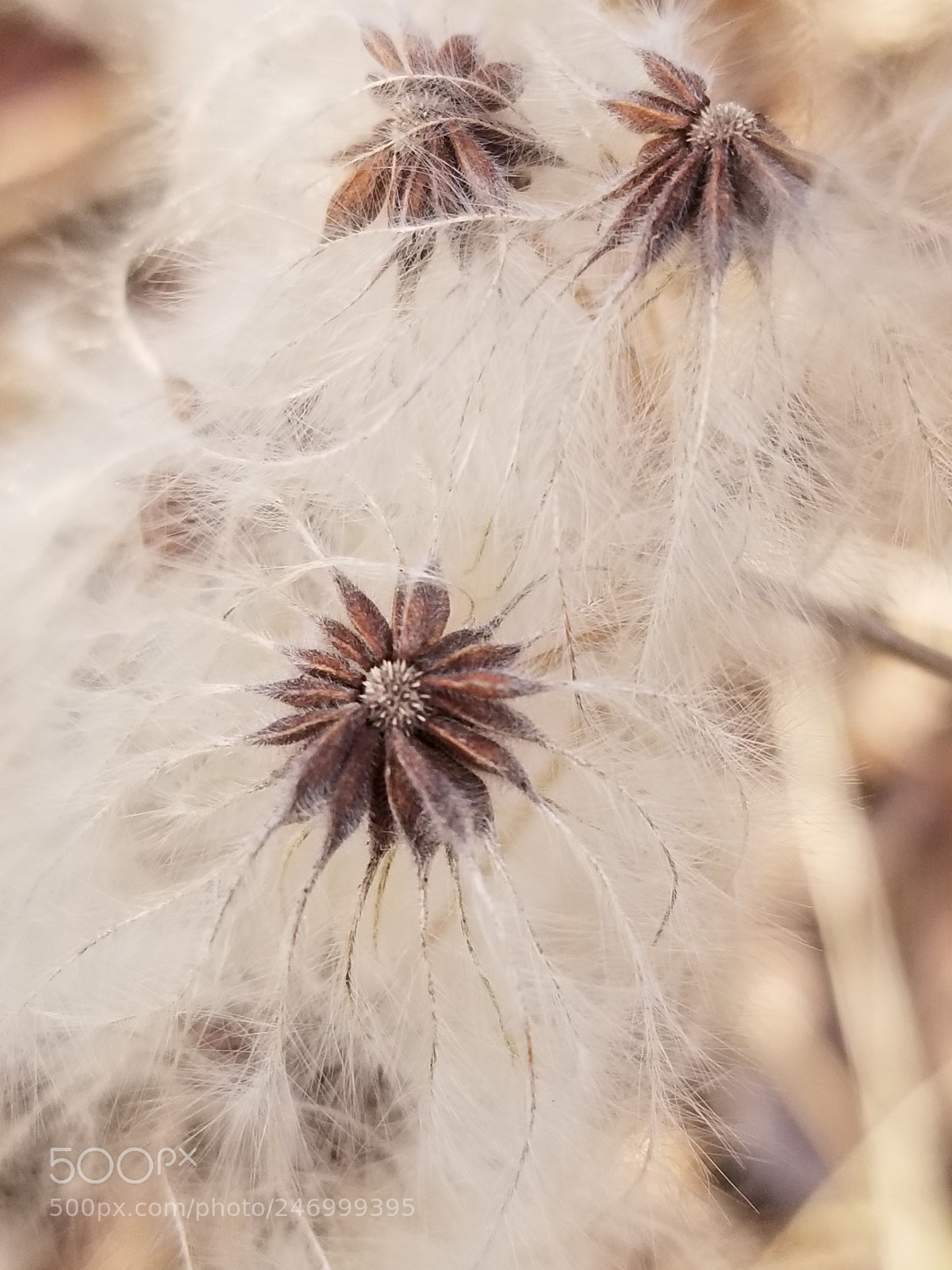 Samsung Galaxy S8 sample photo. Poofy seed photography