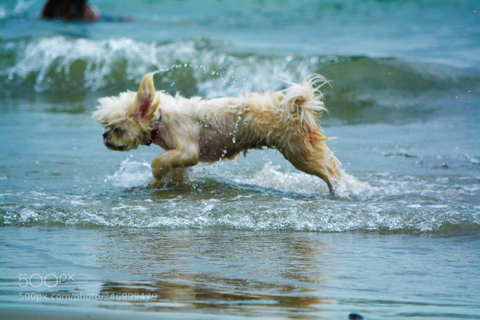 Nikon D5200 sample photo. Tufy y mar photography