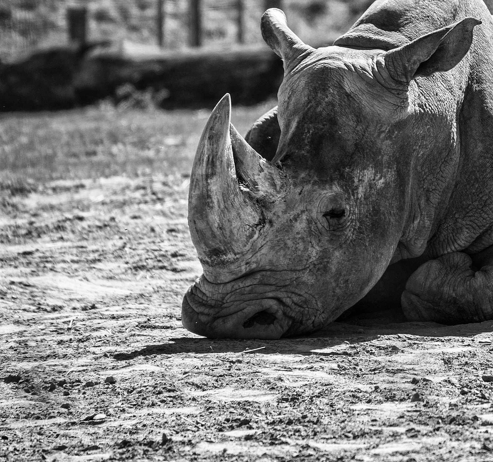 Nikon D610 sample photo. Big rhinoceros on a photography