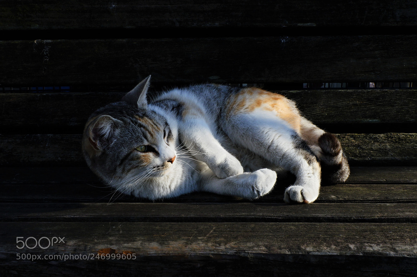 Fujifilm X-A3 sample photo. Calico cat photography