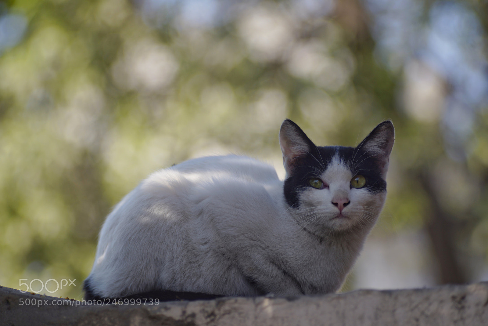 Sony a7R sample photo. Bokeh and cat photography