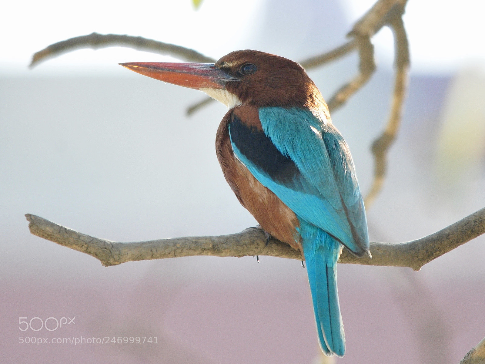 Nikon D300S sample photo. White breasted kingfisher photography
