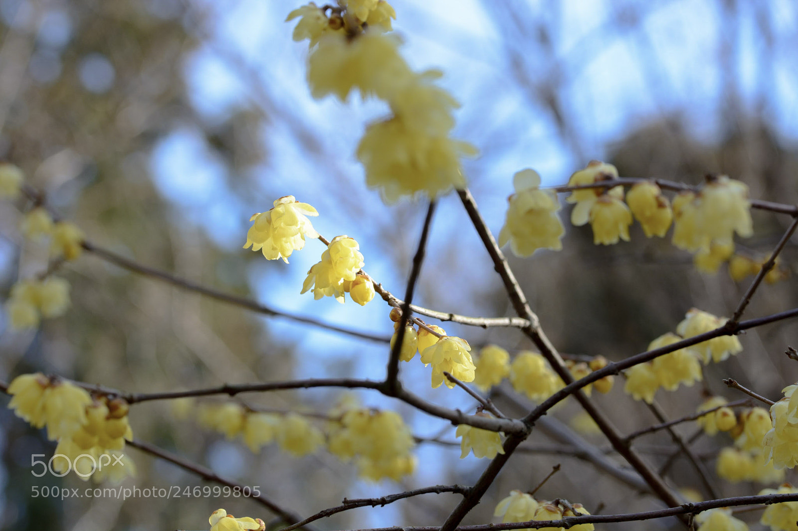 Nikon D7100 sample photo. Ro-bai photography