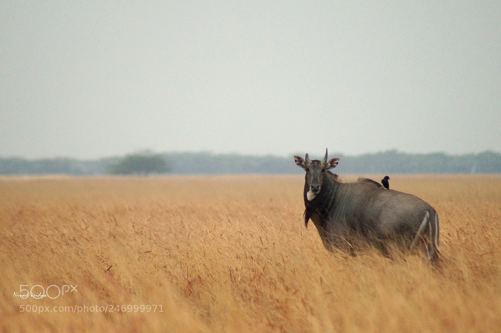 Sony SLT-A58 sample photo. Bluebull photography