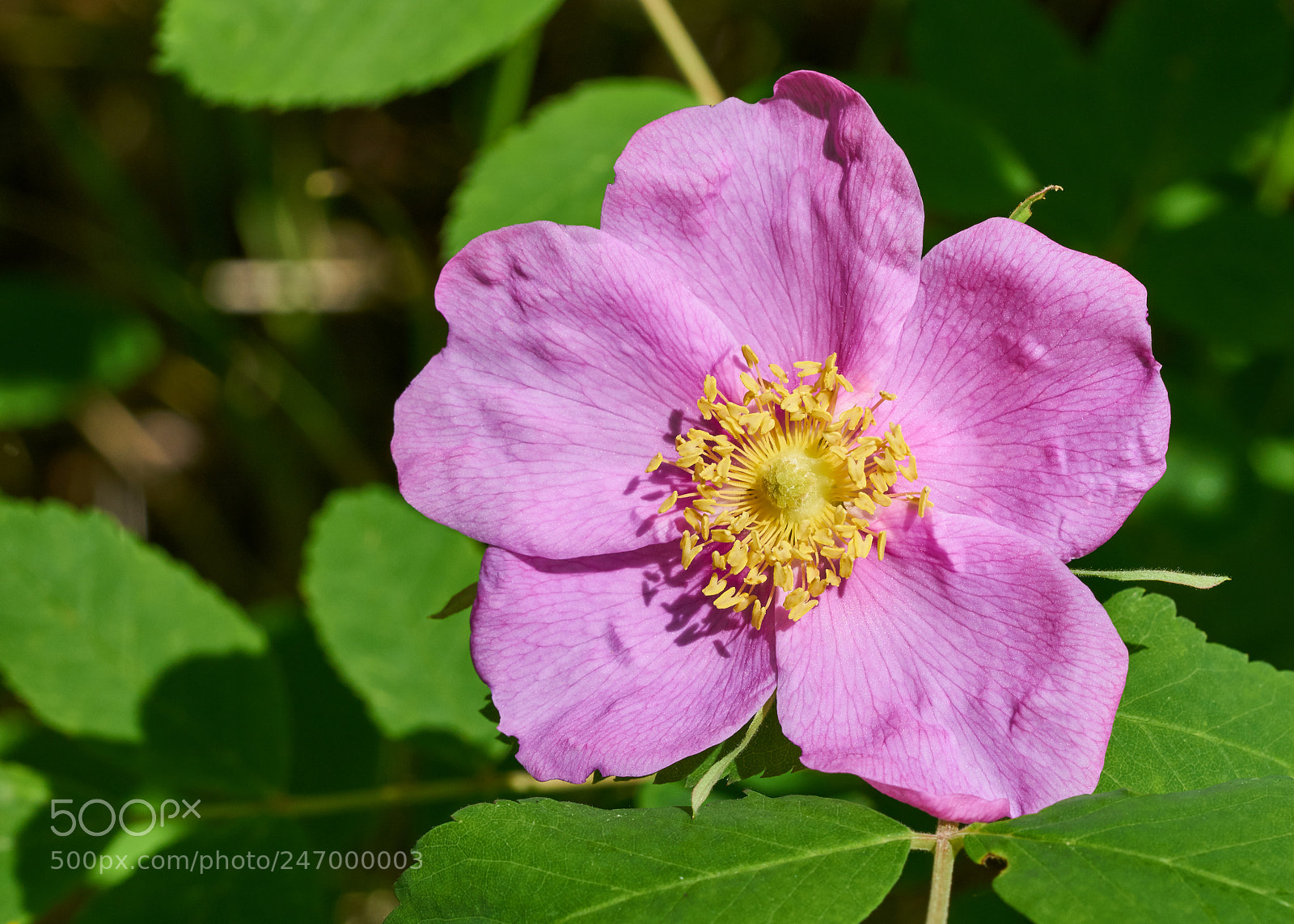 Sony a7R II sample photo. Wild rose photography