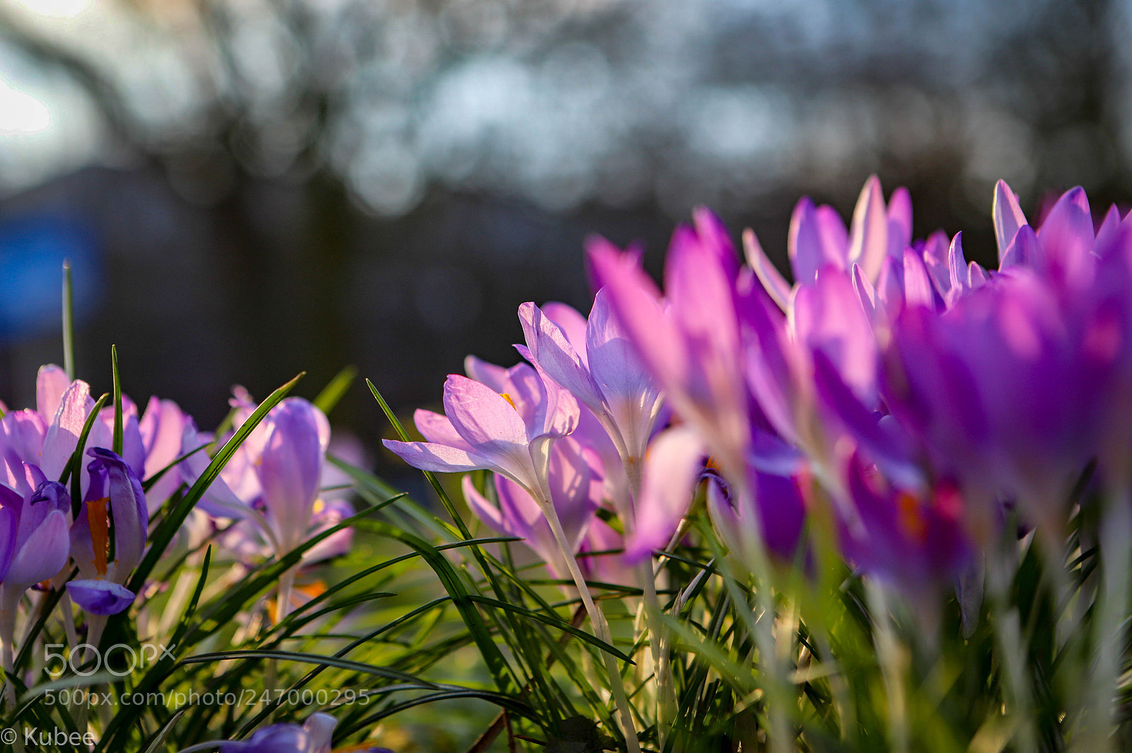 Canon EOS 6D Mark II sample photo. Spring is in the photography
