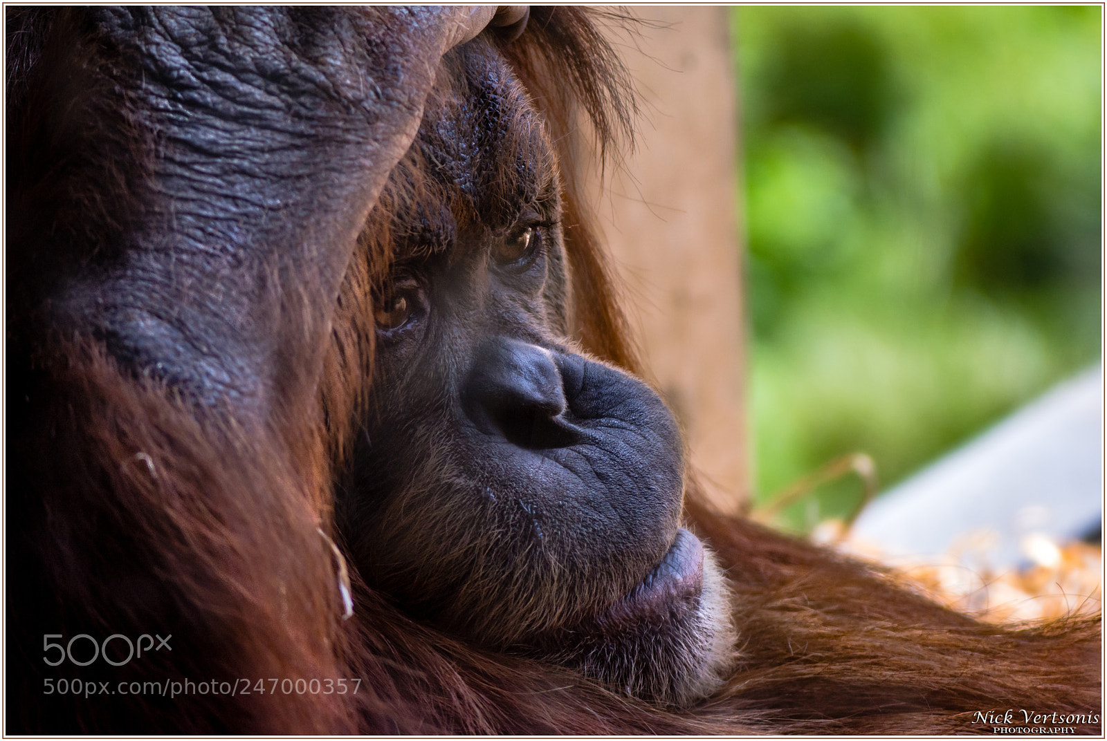 Nikon D7200 sample photo. The thinker... photography