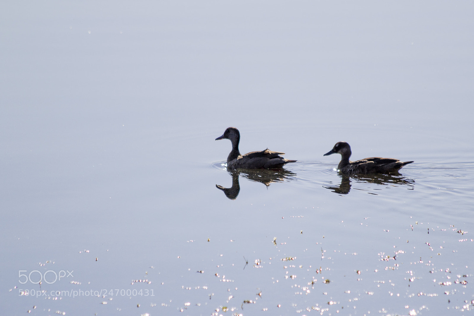 Canon EOS 60D sample photo. Img photography