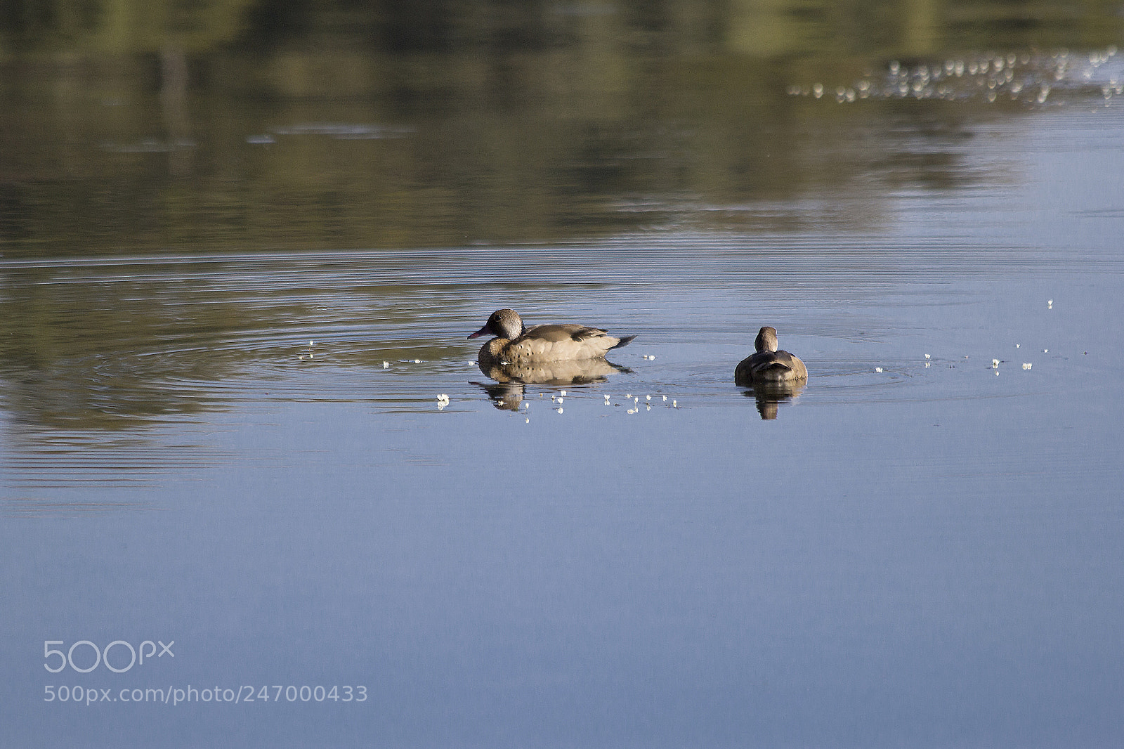 Canon EOS 60D sample photo. Img photography
