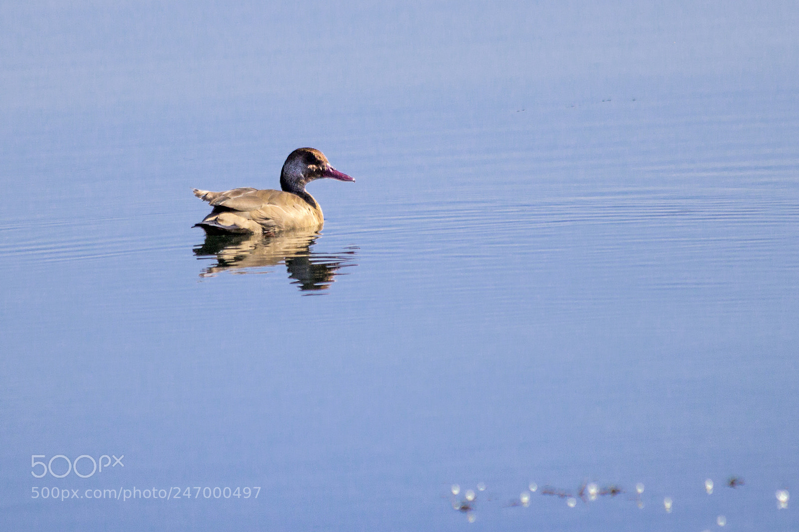 Canon EOS 60D sample photo. Img photography