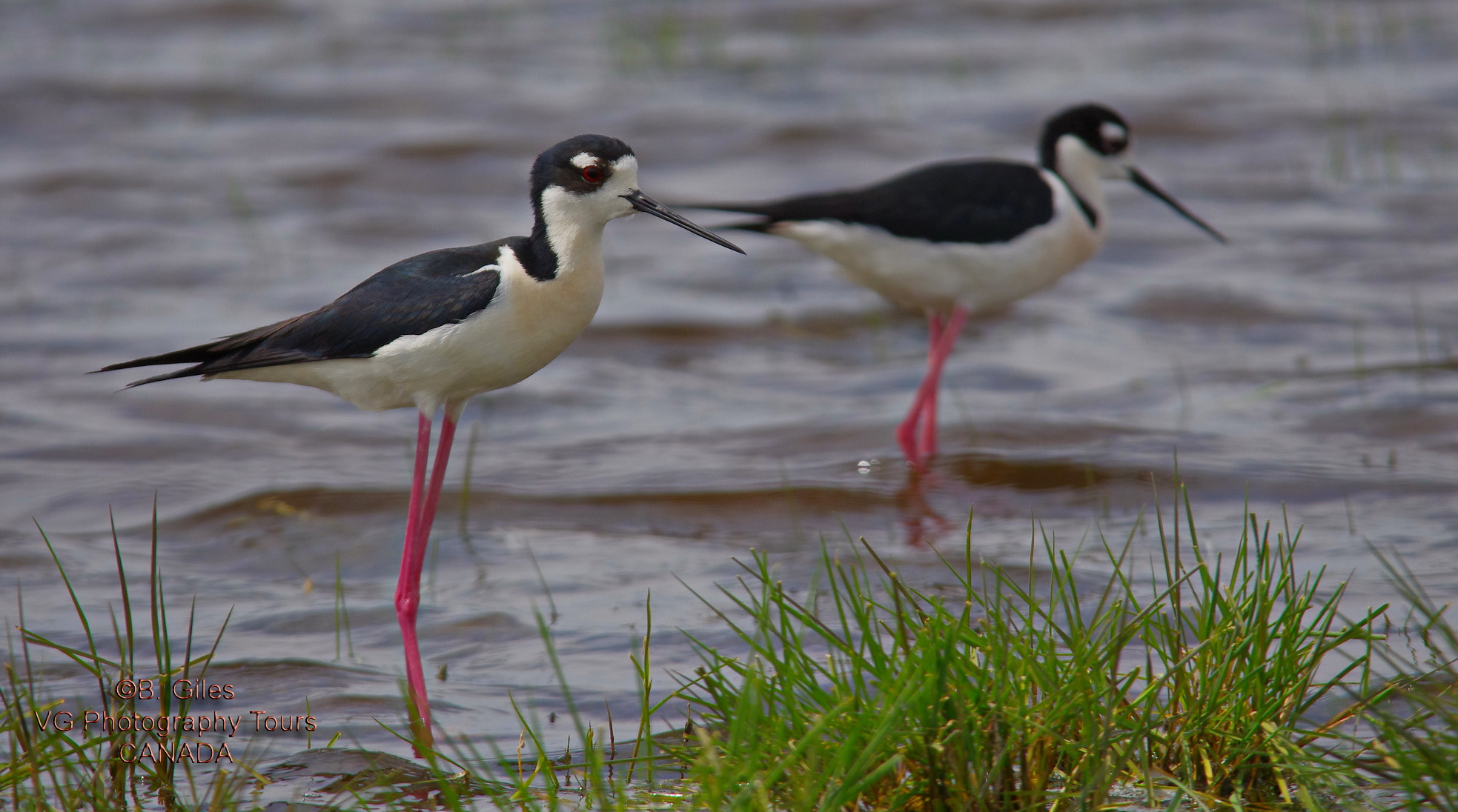 Sigma 150-500mm F5-6.3 DG OS HSM sample photo. Black-necked stilts photography