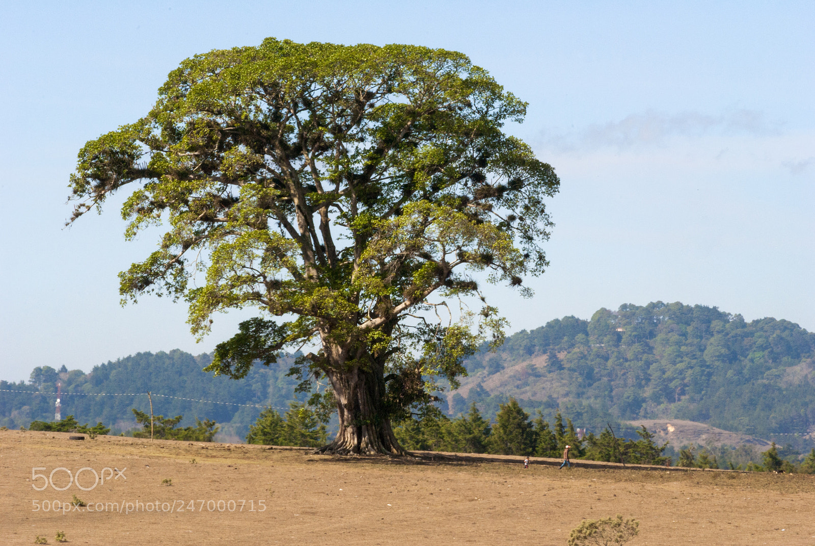 Nikon D3000 sample photo. Giant tree in the photography