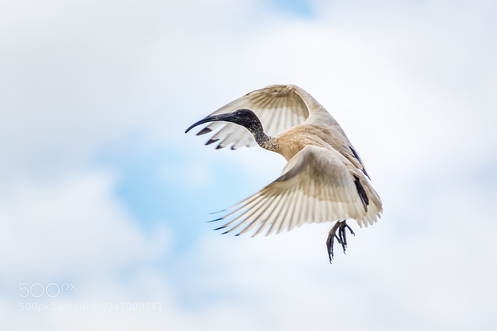Nikon D7100 sample photo. Ibis in flight photography