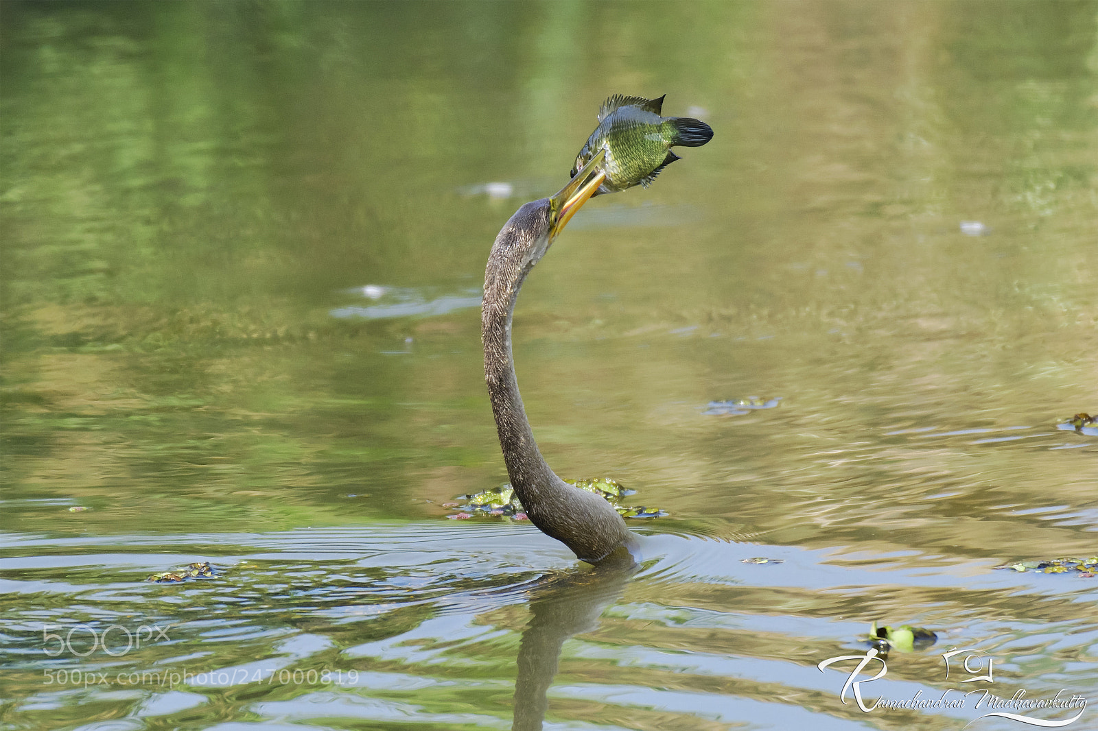 Nikon D500 sample photo. Oriental darter - catching photography