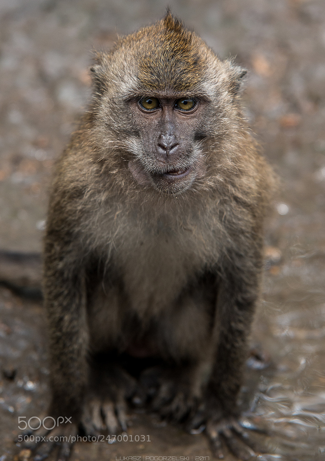 Nikon D610 sample photo. Monkey #1 photography