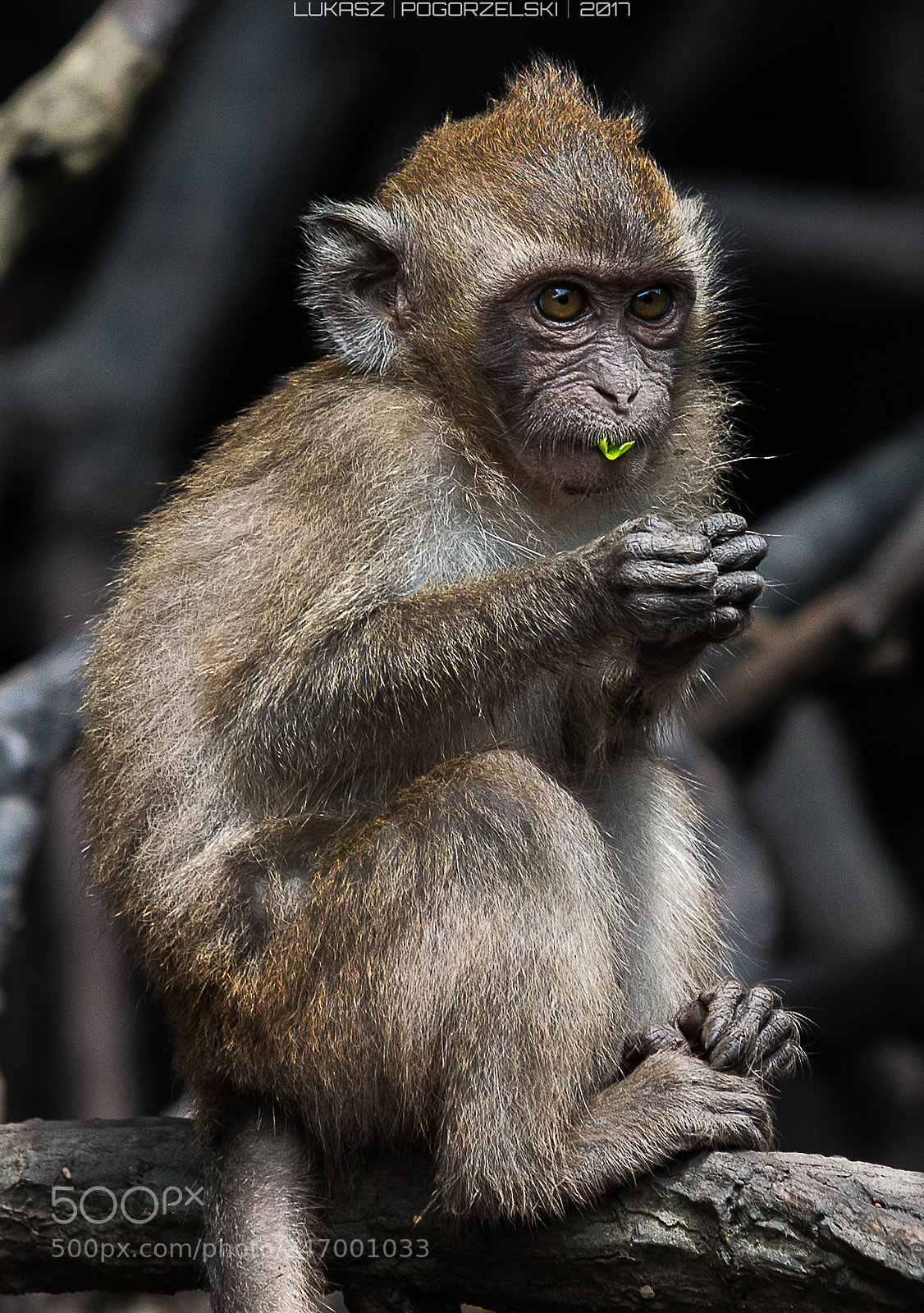 Nikon D610 sample photo. Monkeys of langkawi photography