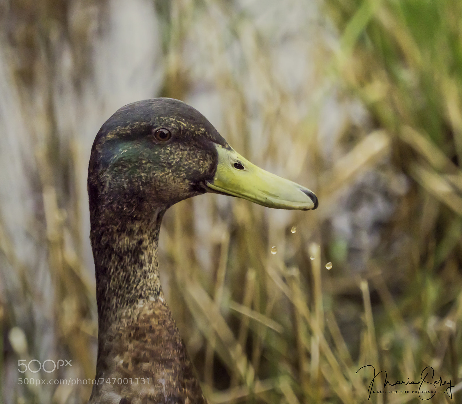 Olympus OM-D E-M1 Mark II sample photo. Duck portrait photography
