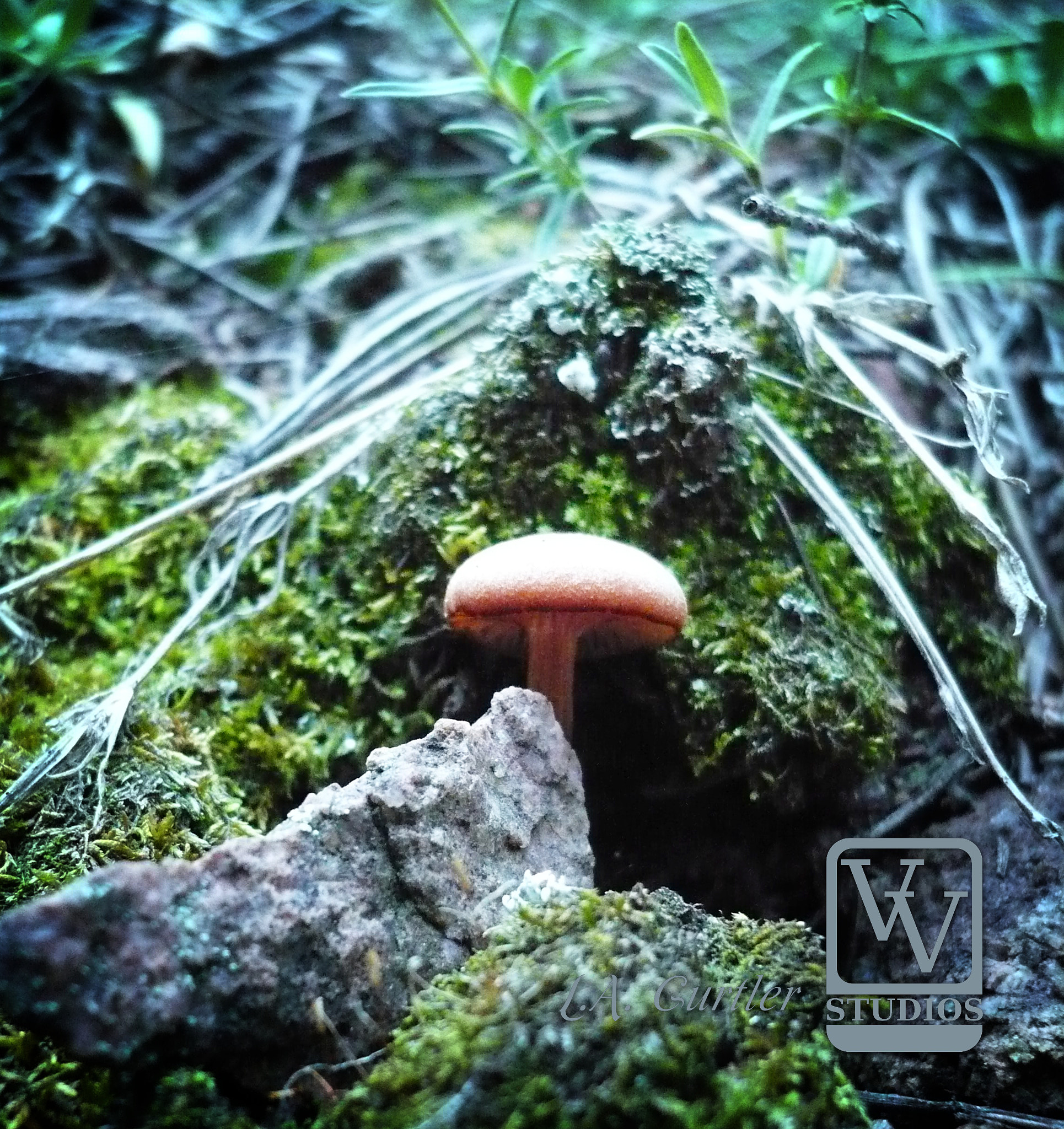 Panasonic DMC-LS75 sample photo. Woodland mushroom photography