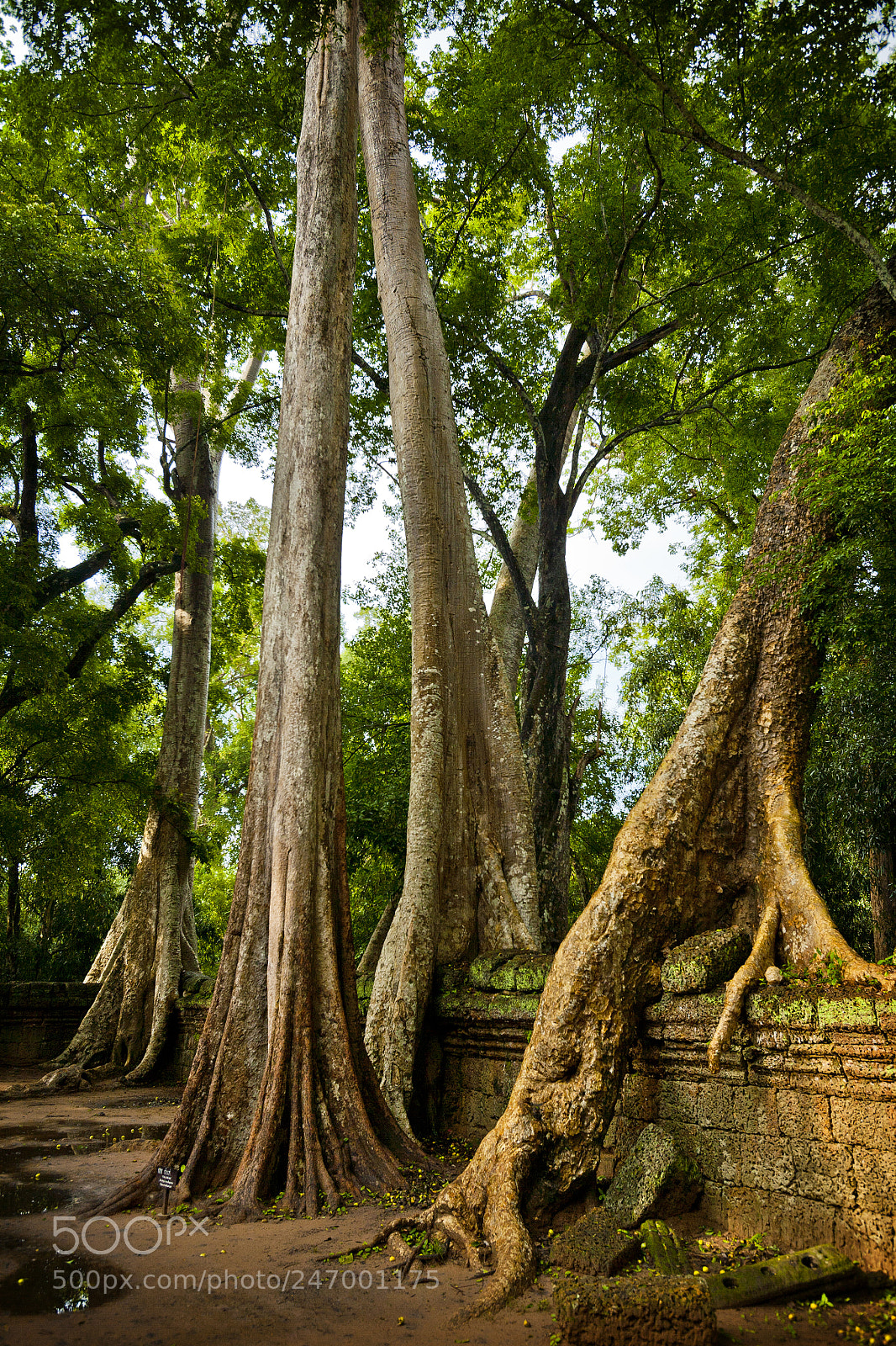 Canon EOS 5D sample photo. Angkor temples - siem photography