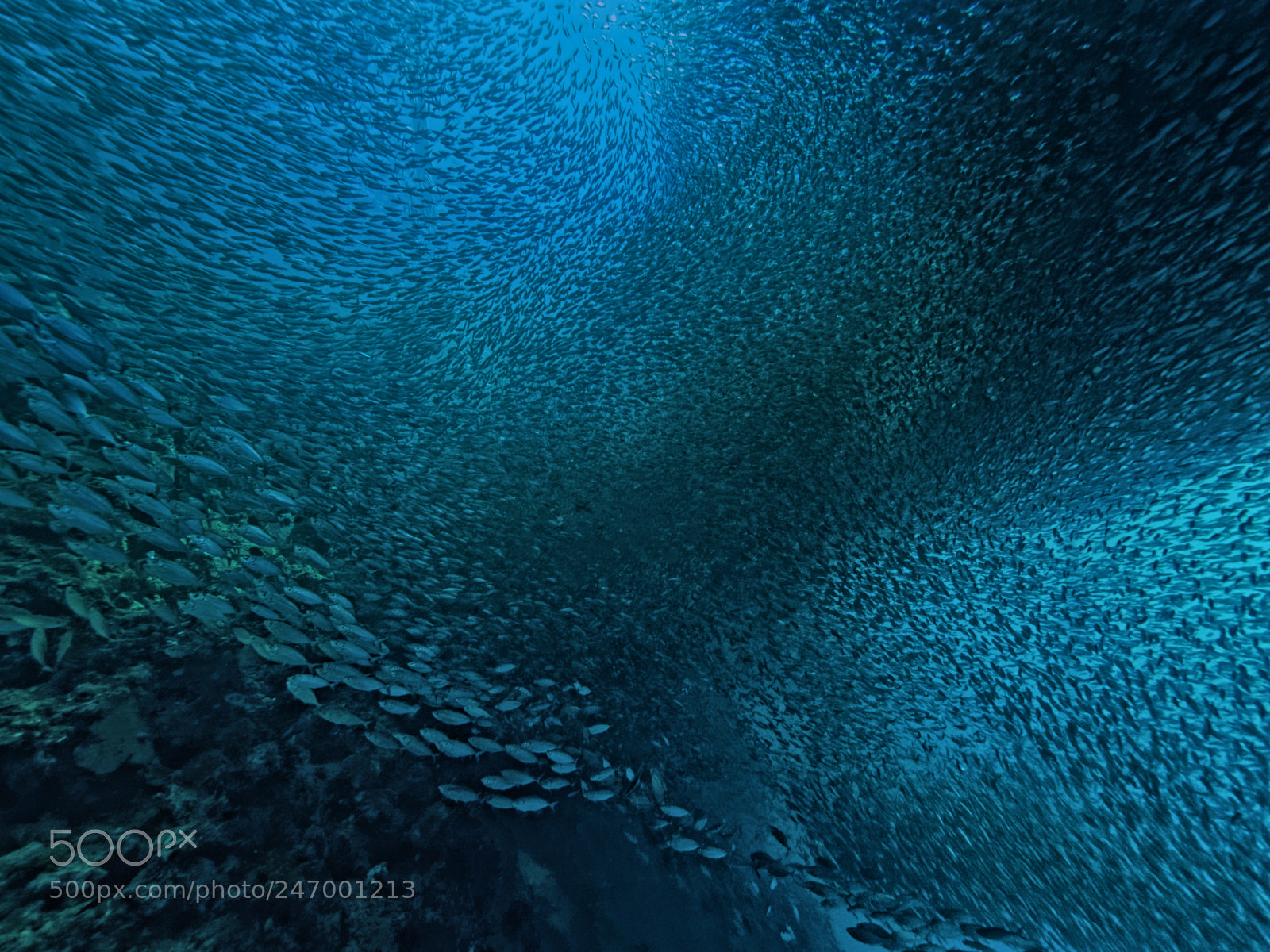 Olympus OM-D E-M5 sample photo. A lot of fish.... photography