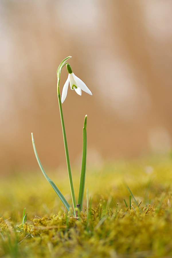 Canon EF-S 55-250mm F4-5.6 IS sample photo. Schneeglöckchen photography