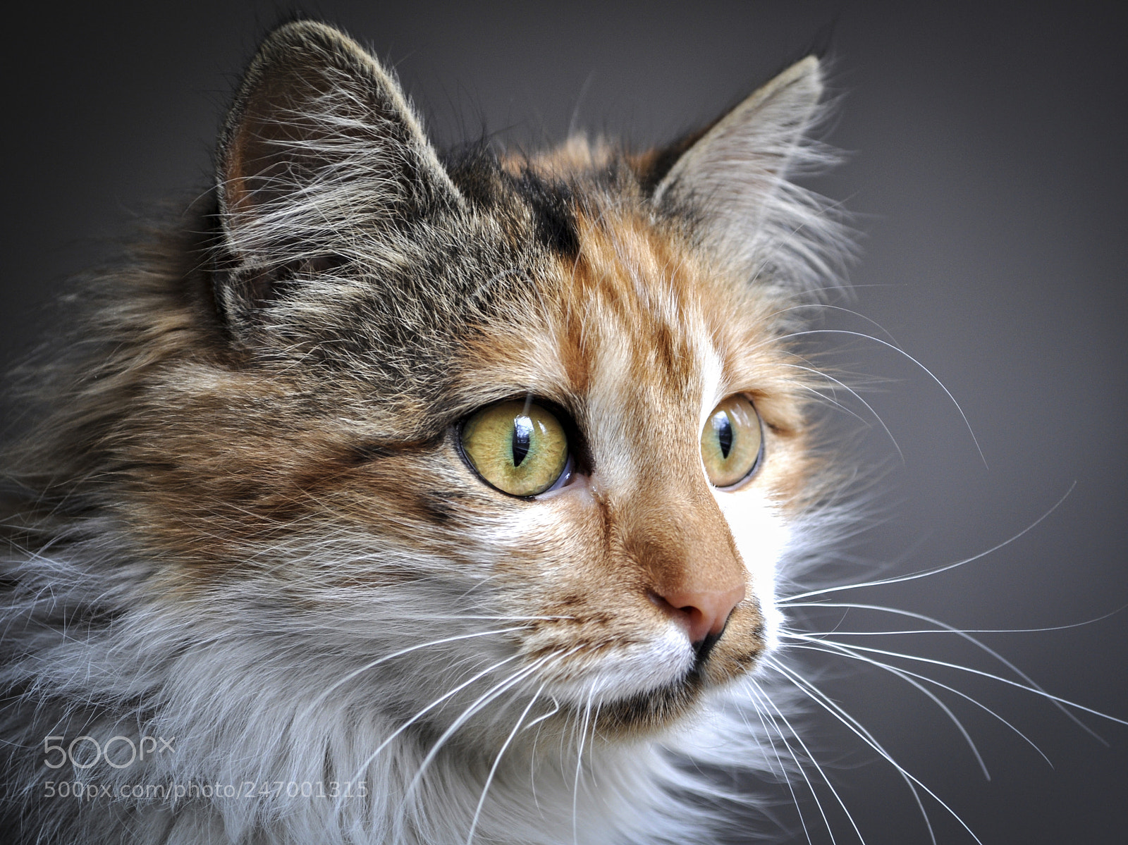 Nikon D5000 sample photo. Beautiful lea photography