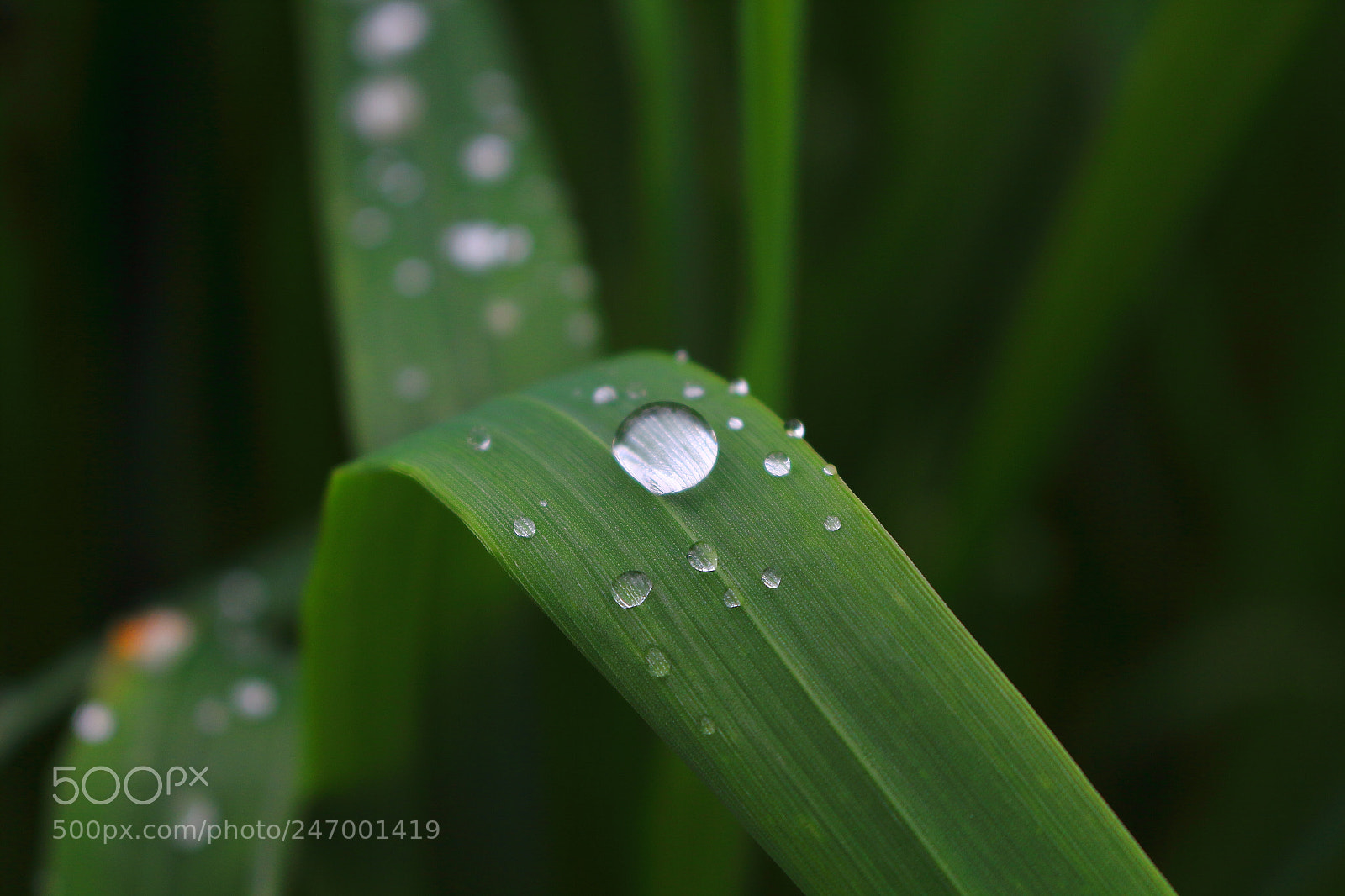 Canon EOS 700D (EOS Rebel T5i / EOS Kiss X7i) sample photo. After the rain. photography