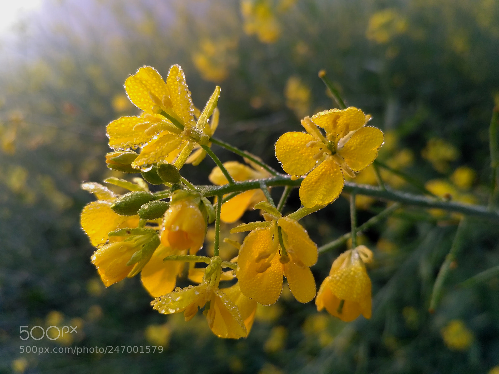 Xiaomi Redmi 3S sample photo. Mustard with due photography