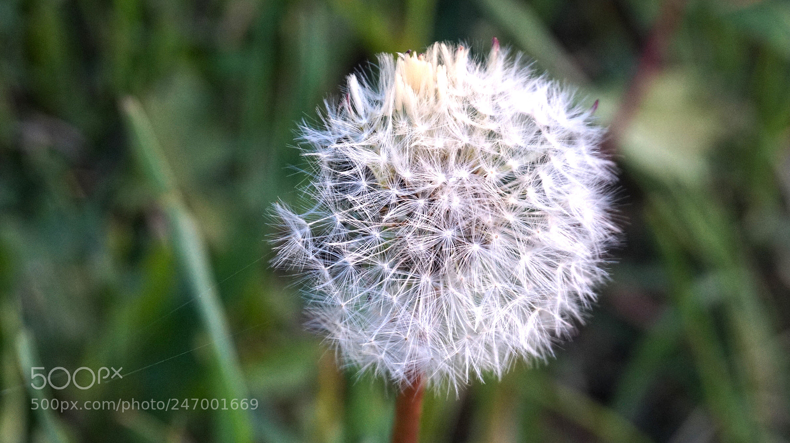 Sony Alpha a5000 (ILCE 5000) sample photo. Untitled photography