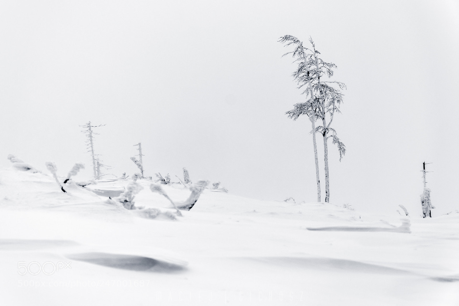 Nikon D7200 sample photo. Lonely trees photography