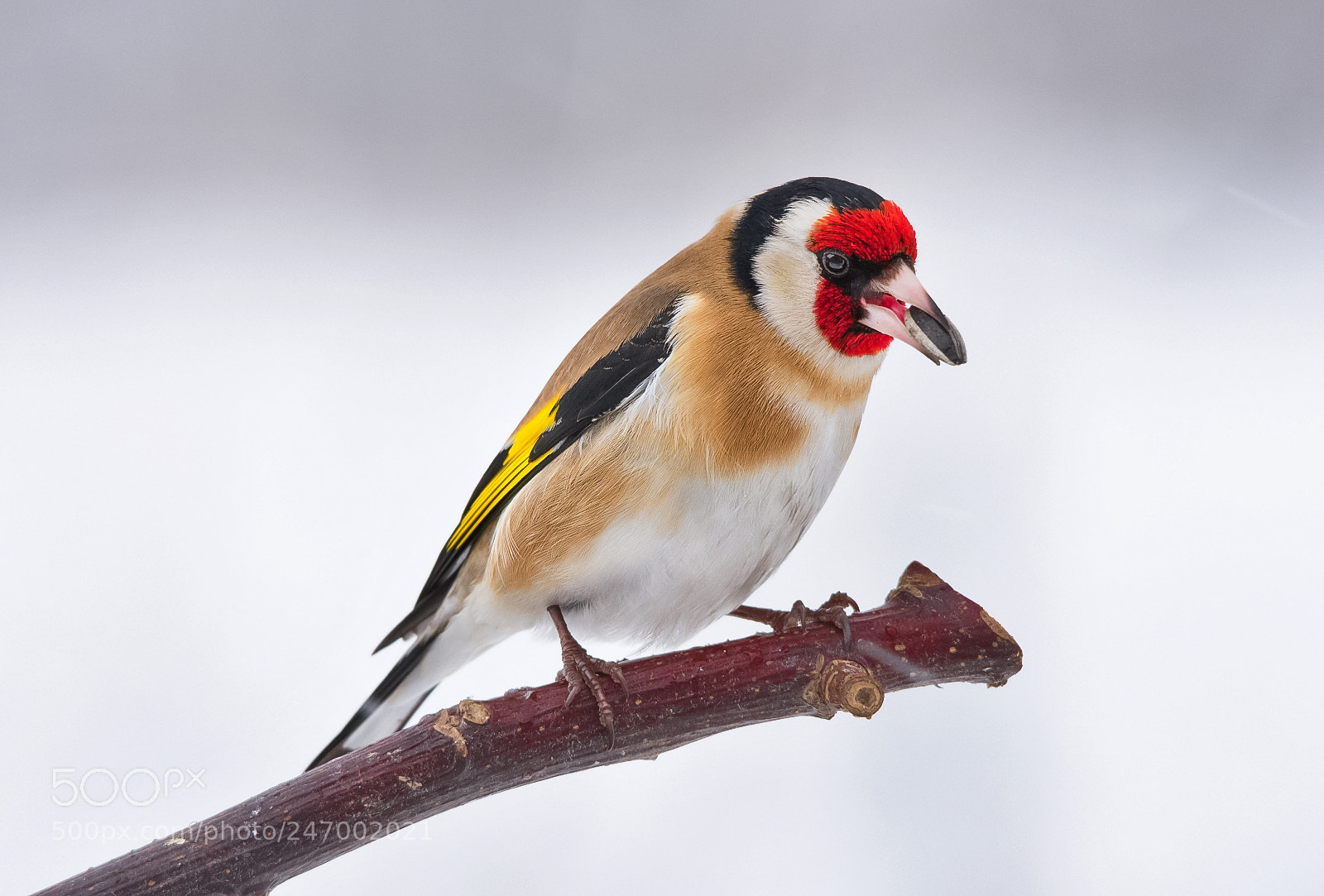 Nikon D7200 sample photo. Goldfinch photography