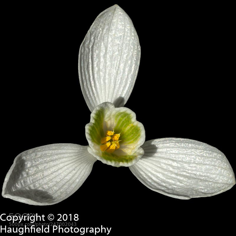 Sony a7R sample photo. Snowdrop photography