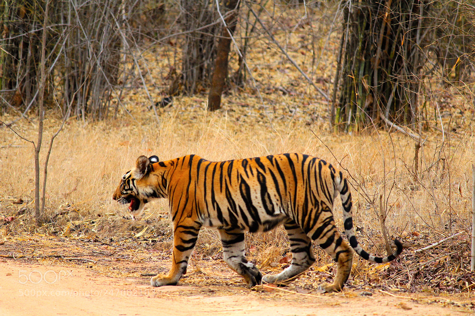 Canon EOS 1200D (EOS Rebel T5 / EOS Kiss X70 / EOS Hi) sample photo. Magnificent bengal tiger photography