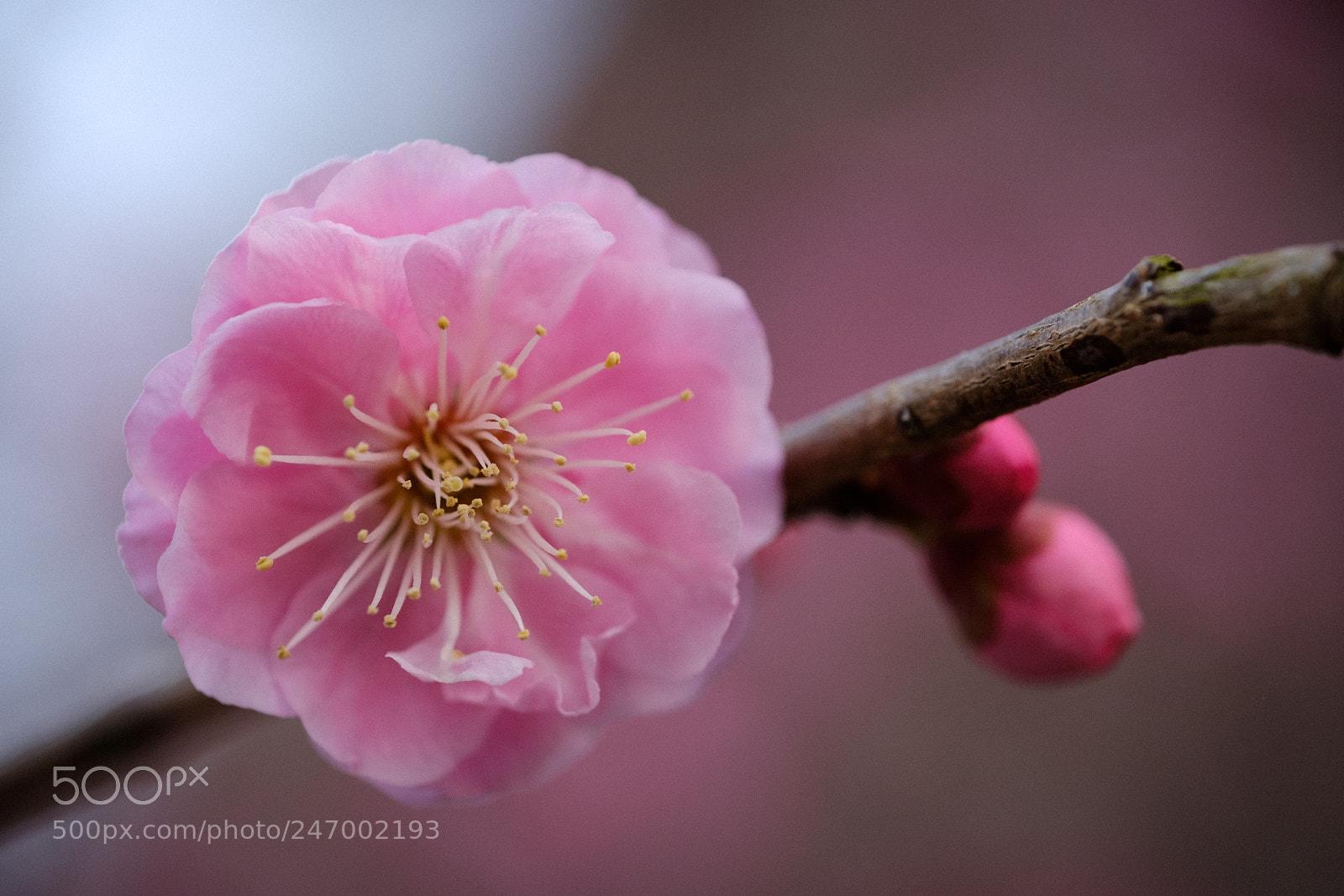 Fujifilm X-T2 sample photo. 梅 2018 / smooth pink photography