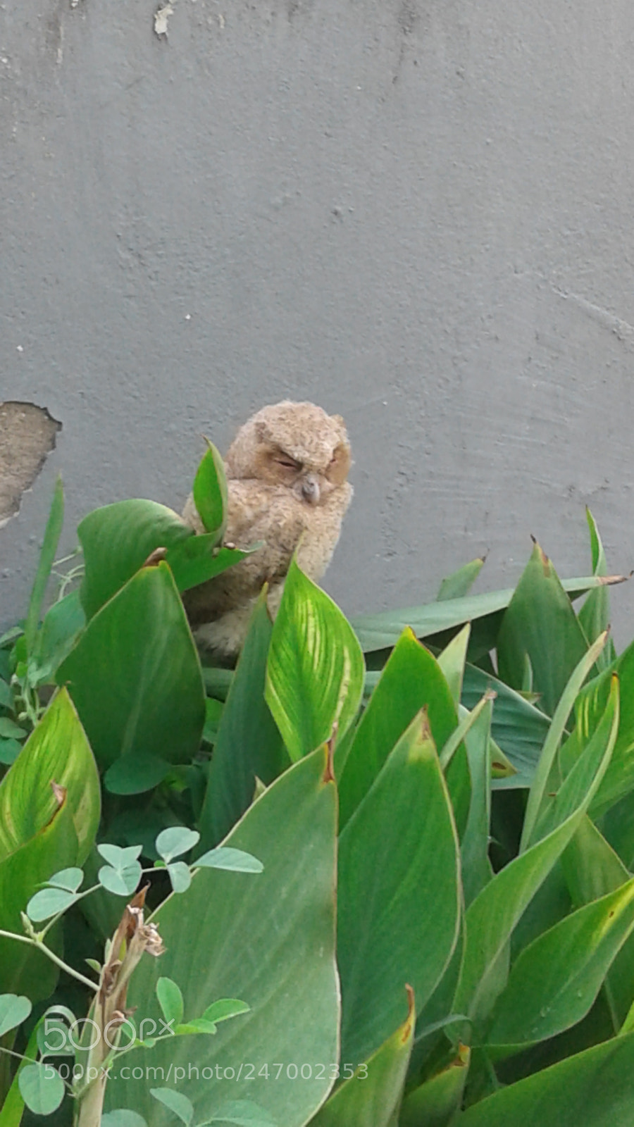 Samsung Galaxy J2 sample photo. Owl sleeping photography