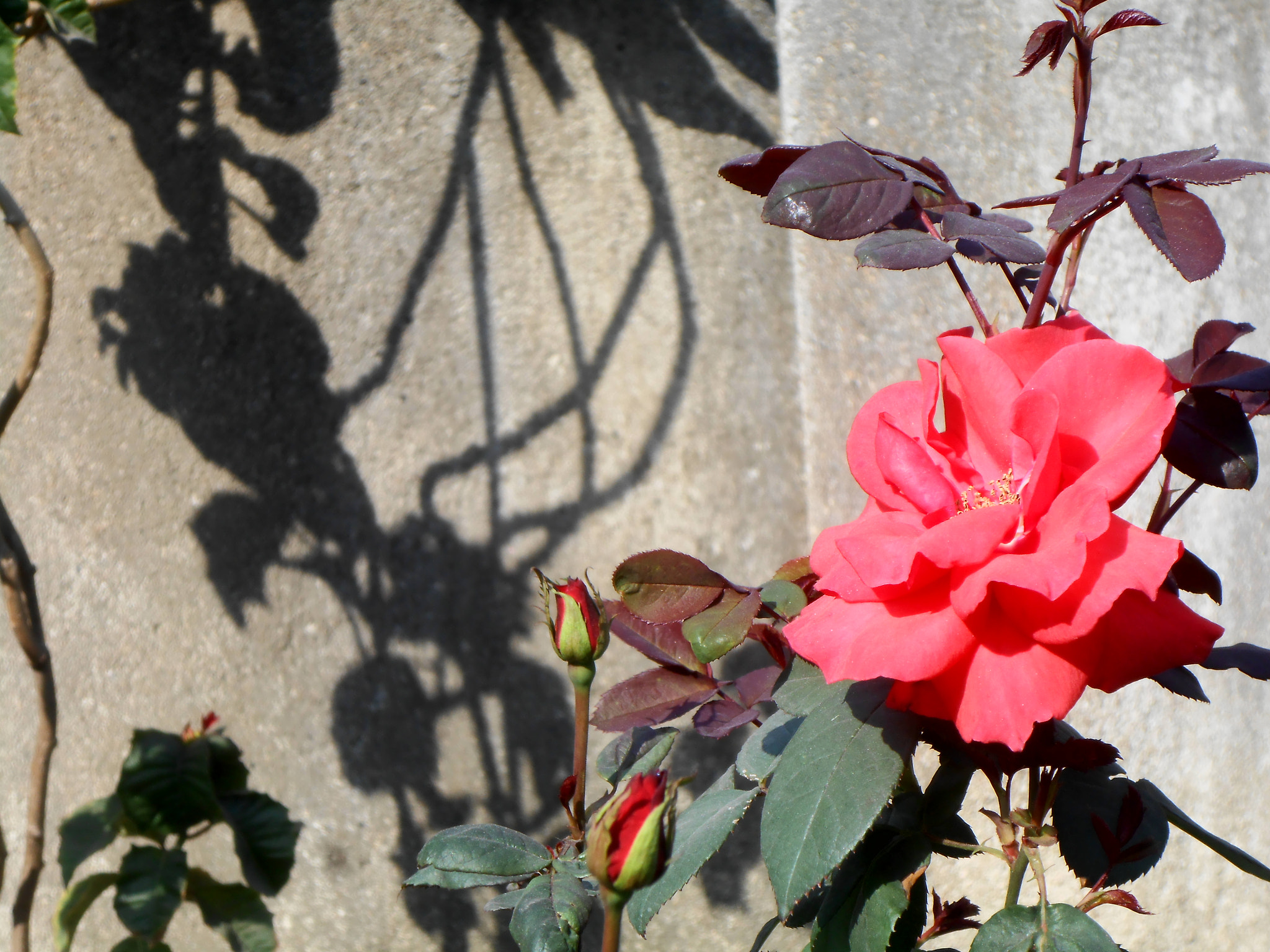 Nikon COOLPIX S2700 sample photo. Fscn photography